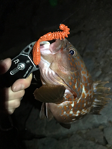 アコウの釣果