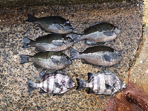 クチブトグレの釣果