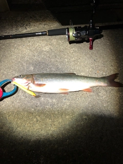 ウグイの釣果