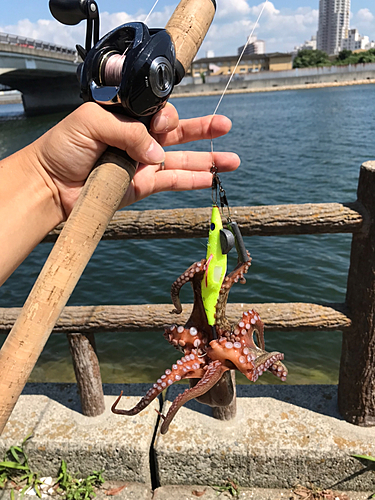 タコの釣果