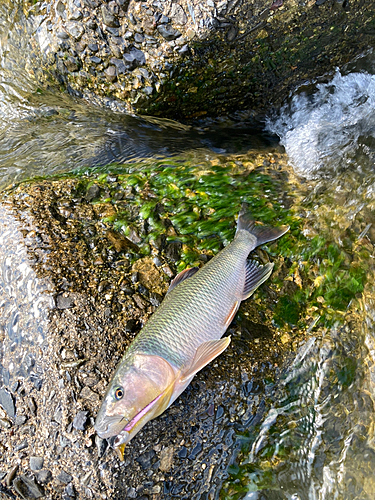 ハスの釣果