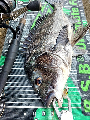 チヌの釣果