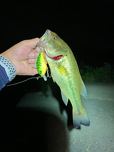 ラージマウスバスの釣果