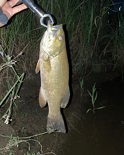 スモールマウスバスの釣果