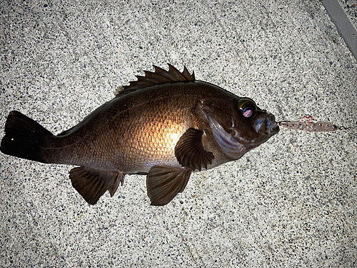 メバルの釣果