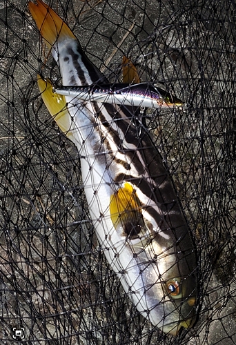 フグの釣果