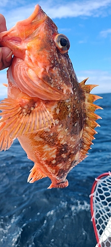 アラカブの釣果