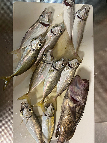 アジの釣果