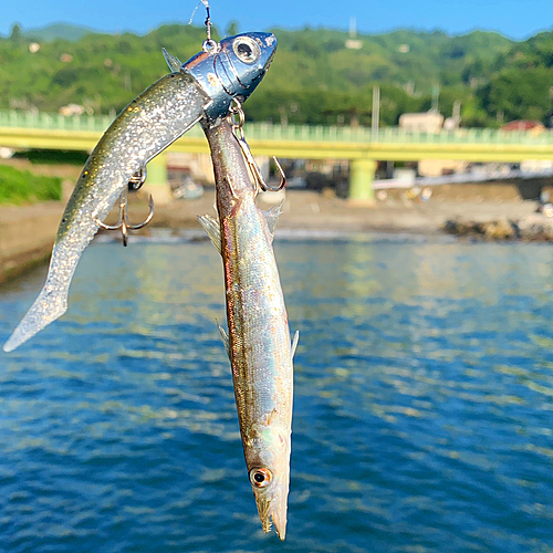 カマスの釣果