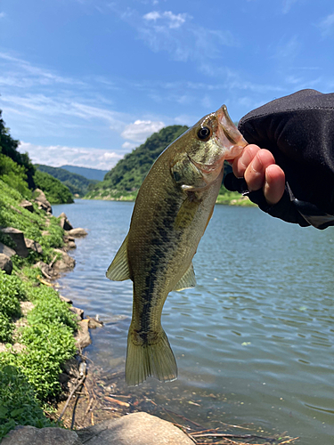 ブラックバスの釣果