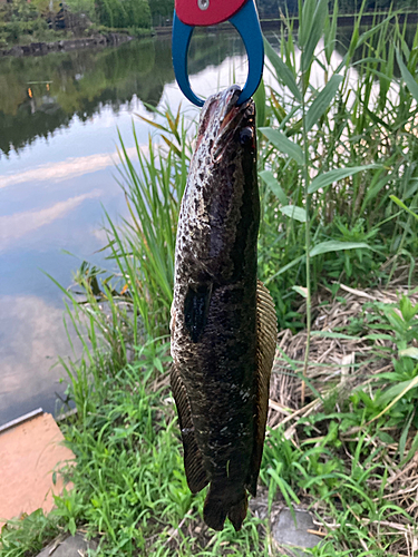 ライギョの釣果