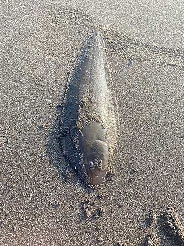 シタビラメの釣果