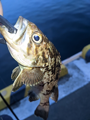 クロソイの釣果