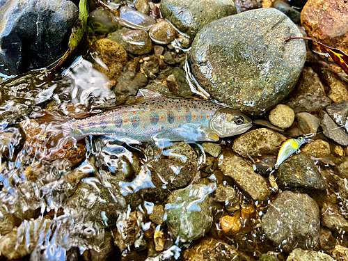 アマゴの釣果