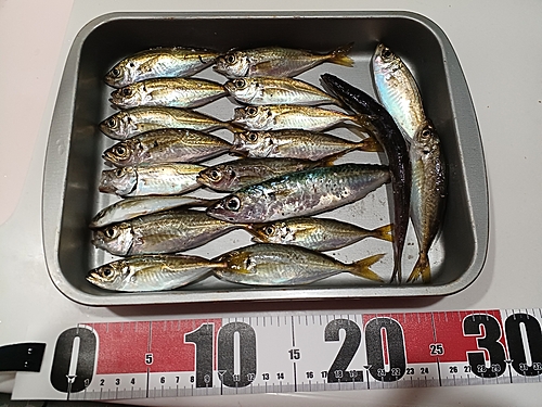 アジの釣果