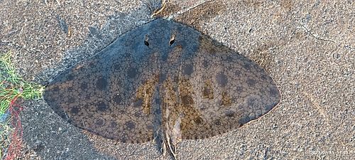 ツバクロエイの釣果