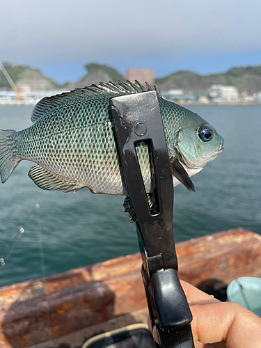 メジナの釣果