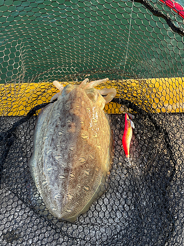 モンゴウイカの釣果