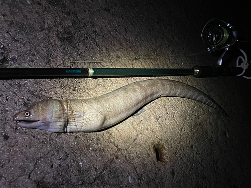 ウツボの釣果