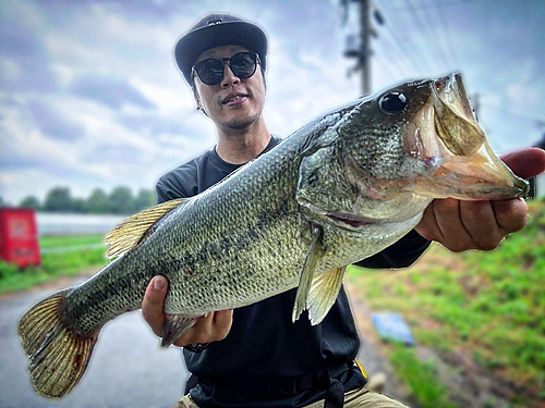 ブラックバスの釣果