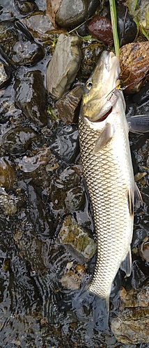 ニゴイの釣果