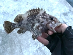 オウゴンムラソイの釣果