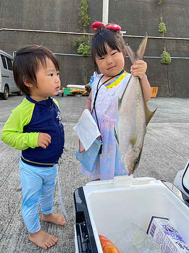 ヒレナガカンパチの釣果