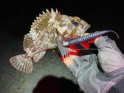 オウゴンムラソイの釣果