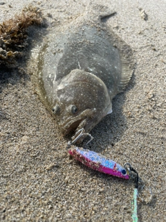 ヒラメの釣果