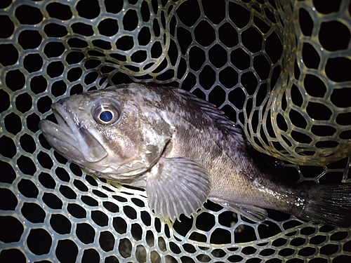 クロソイの釣果