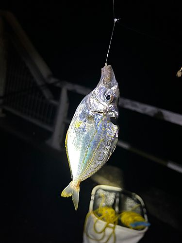 ヒイラギの釣果