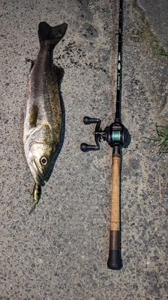 シーバスの釣果