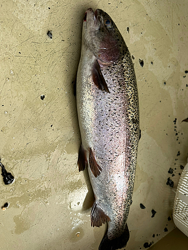 ニジマスの釣果