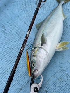 ツバスの釣果