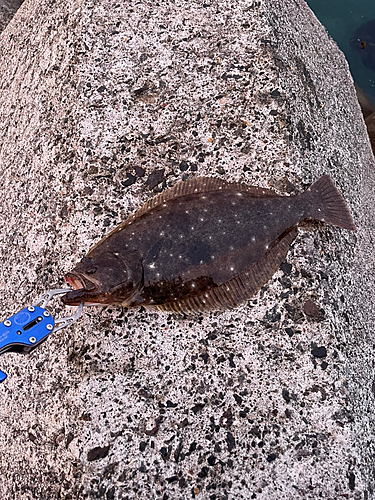 ヒラメの釣果