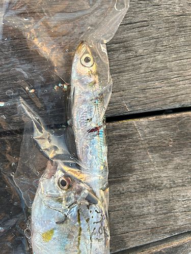 ウルメイワシの釣果