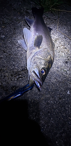 スズキの釣果