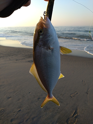 ショゴの釣果