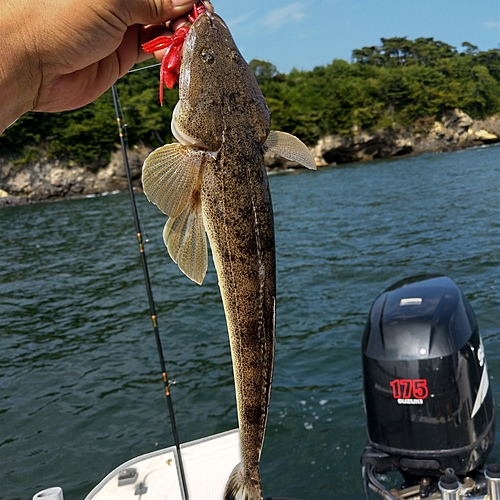 マゴチの釣果