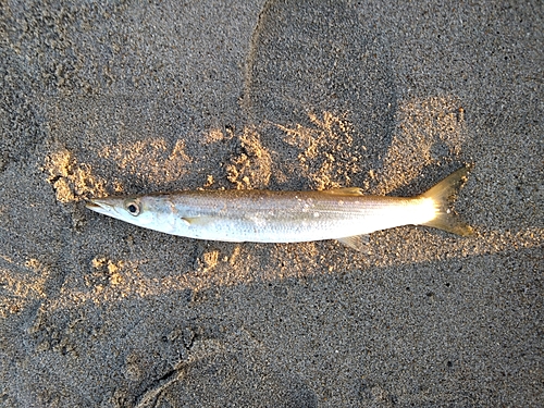 カマスの釣果