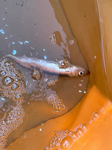 ウルメイワシの釣果