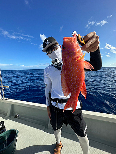 バラハタの釣果