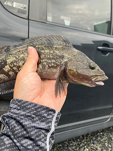 アイナメの釣果