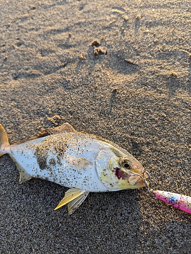 ショゴの釣果