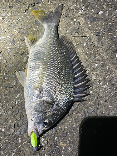 セイゴ（マルスズキ）の釣果