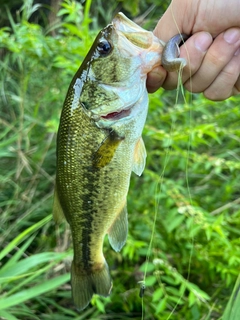 ラージマウスバスの釣果