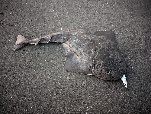 カスザメの釣果