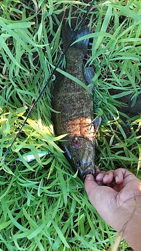 スモールマウスバスの釣果