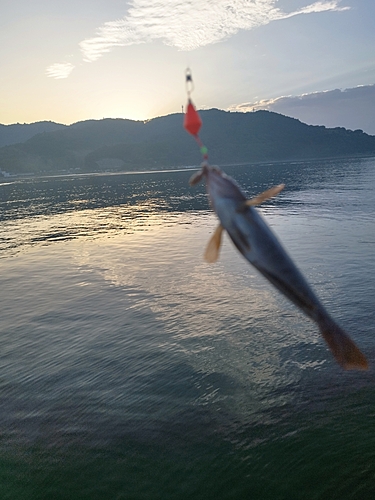 アイナメの釣果