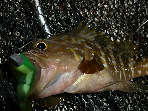 アコウの釣果